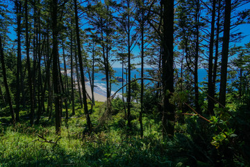 Canon Beach from the forest
