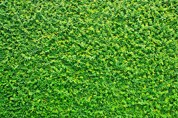 Green grass wall texture, natural Green leaves wall background, eco wall - Powered by Adobe