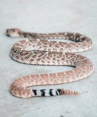 Rattle snake closeup. Venomous snakes. Danger animals closeup. Mexican animals. Ensenada. Baja California. Mexico. 