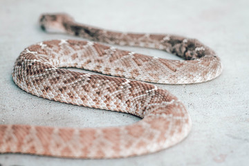 Rattle snake closeup. Venomous snakes. Danger animals closeup. Mexican animals. Ensenada. Baja...