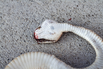 Dead rattlesnake. Snake blood. Roadkill. Ensenada. Baja California. Mexico.