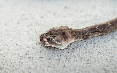 Rattle snake closeup. Venomous snakes. Danger animals closeup. Mexican animals. Ensenada. Baja California. Mexico. 