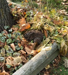 Rabbit in an autumn garden 