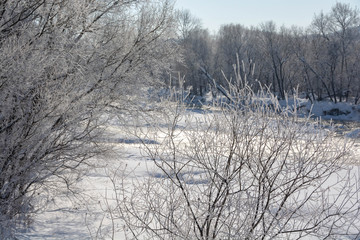 寒い朝の河原の冬木立