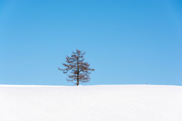 雪の丘の上のカラマツと青空