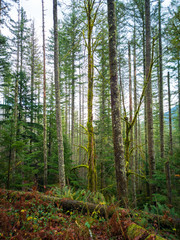 Fototapeta premium Images from the challenging Rattlesnake Ridge Trail with trees moss boulders plants logs fog trails mountains plants twigs and red leaves in washington state
