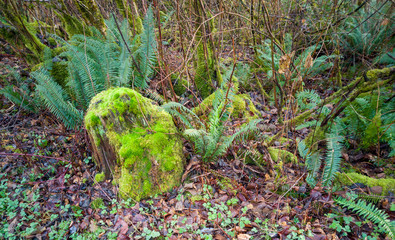 Images from the challenging Rattlesnake Ridge Trail with trees moss boulders plants logs fog trails...