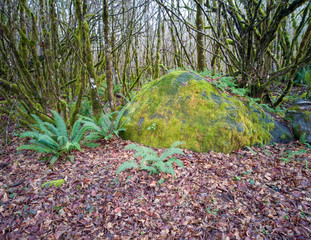 Images from the challenging Rattlesnake Ridge Trail with trees moss boulders plants logs fog trails...