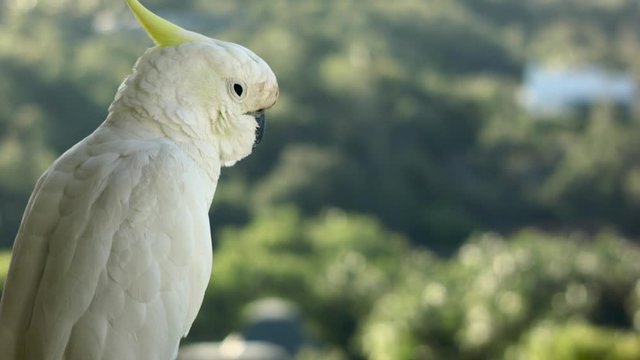 Close up of a cockatoo