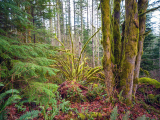 Images from the challenging Rattlesnake Ridge Trail with trees moss boulders plants logs fog trails mountains plants twigs and red leaves in washington state