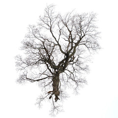 Old Growth Tree from above
