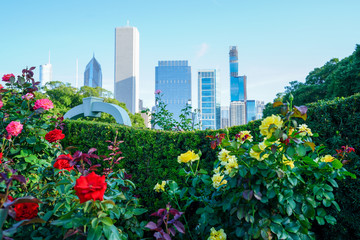 Red and yellow colored roses blooming with Chicago skyline in the background