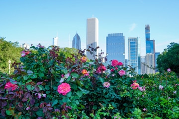 Pink colored roses blooming with Chicago skyline in the background