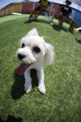 Happy puppies in a private playground	