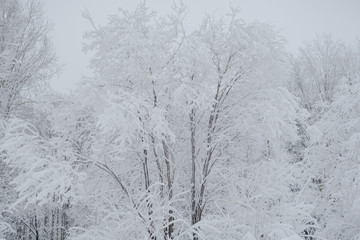 Snow fairy forest. Winter forest. Taiga snow forest.