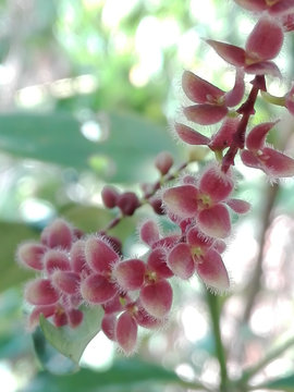Florecimiento de Orqu&iacute;dea Stelis Ciliaris en Ecuador