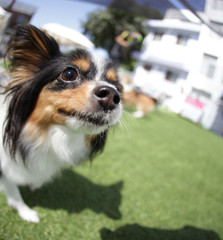 Happy puppies in a private playground	