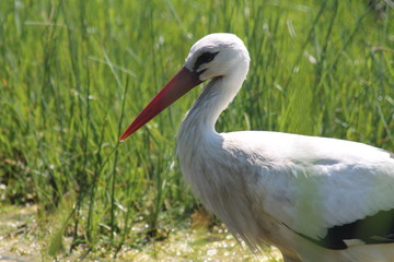 Primer plano de una cigueña blanca