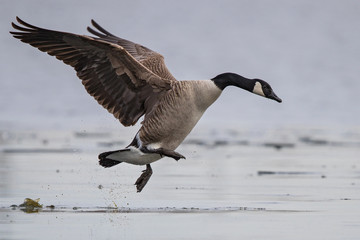Canada Goose (Branta canadensis) running over ice on frozen lake during take-off,...