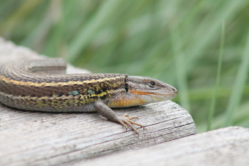 Primer plano de una lagartija