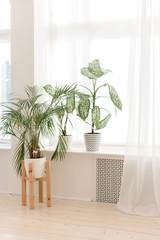 Home indoor plants on a light windowsill. Modern plants in pots in a bright interior. Palm trees at home