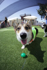 Happy puppies in a private playground	