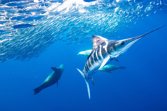 「マカジキ」の画像 - 468 件の Stock 写真、ベクターおよびビデオ | Adobe Stock