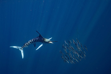 Striped Marlin Mexico Baja California マカジキ バハカリフォルニア半島