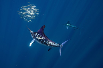 Obraz premium Striped Marlin Mexico Baja California マカジキ バハカリフォルニア半島