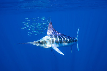 Fototapeta premium Striped Marlin Mexico Baja California マカジキ バハカリフォルニア半島