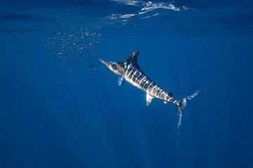 Striped Marlin Mexico Baja California マカジキ バハカリフォルニア半島