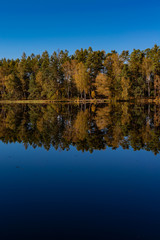 Golden Polish Autumn with reflection of the trees in Black Lake Niepolomice Forest Poland October 2019