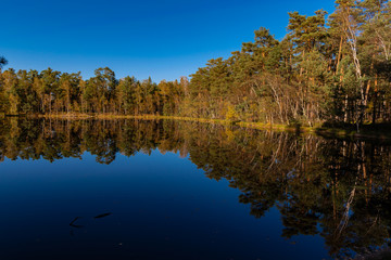 Obraz premium Golden Polish Autumn with reflection of the trees in Black Lake Niepolomice Forest Poland October 2019