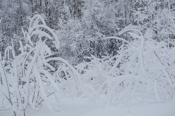 Snow fairy forest. Winter forest. Taiga snow forest.