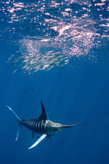 Striped Marlin Mexico Baja California マカジキ バハカリフォルニア半島