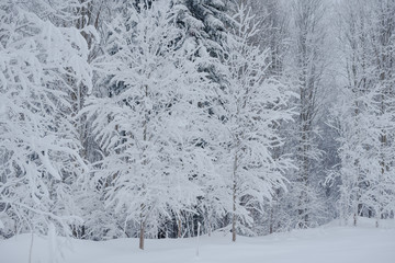 Snow fairy forest. Winter forest. Taiga snow forest.