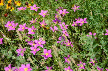 purple flowers on enchanted rock trail
