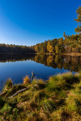 Golden Polish Autumn with reflection of the trees in Black Lake Niepolomice Forest Poland October 2019