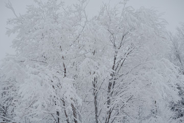 Snow fairy forest. Winter forest. Taiga snow forest.