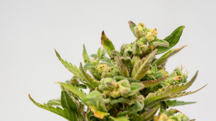 Cannabis Og Kush Marijuana Weed Bud Flower Close Up Macro In White Background