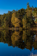 Golden Polish Autumn with reflection of the trees in Black Lake Niepolomice Forest Poland October 2019