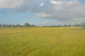 field and blue sky