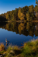 Golden Polish Autumn with reflection of the trees in Black Lake Niepolomice Forest Poland October 2019 © Arthur