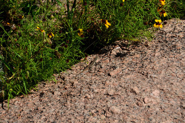 lizard camouflage against granite