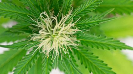 Cannabis Marijuana Weed Bud Bloom In white Background Plant