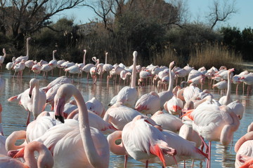 Naklejka premium Grupo de flamencos en un lago