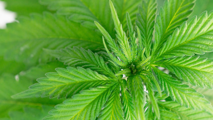 Cannabis Leaf Plant Marijuana Weed Close Up Macro