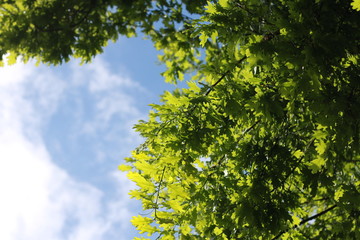 view looking up through green lush oak tree leaves and branches, looking at the blue cloud filled spring day.