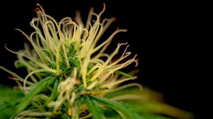 Naklejka na ściany i meble Cannabis Plant Weed Marijuana Bud Close Up in Black Background