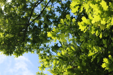 view looking up through green lush oak tree leaves and branches, looking at the blue cloud filled spring day.